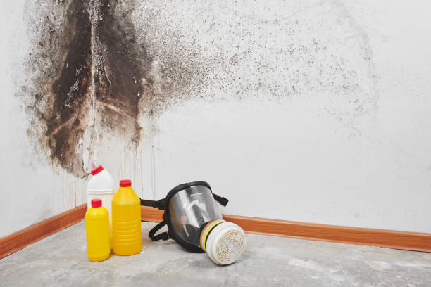 Certified Mold Removal in Kane, PA