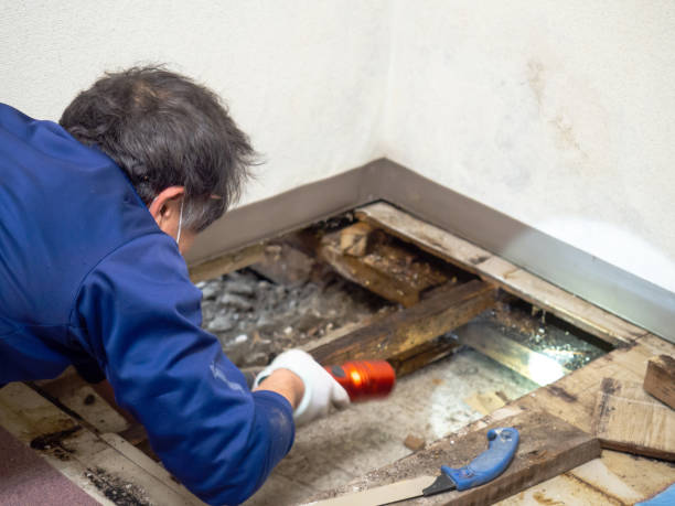 Best Local Mold Removal Service  in Kane, PA