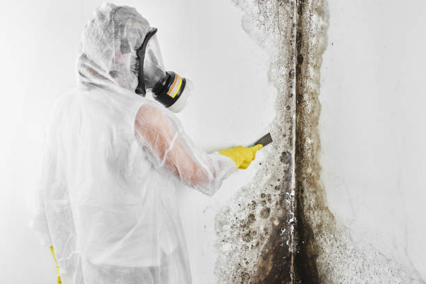 Professional Mold Removal in Kane, PA