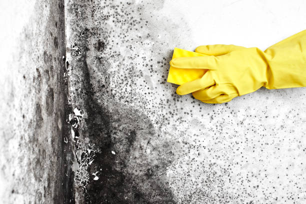 Best Toxic Mold Removal  in Kane, PA