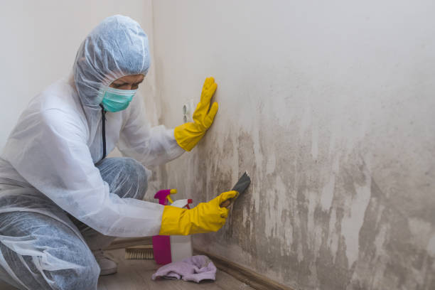Best Mold Testing and Removal  in Kane, PA