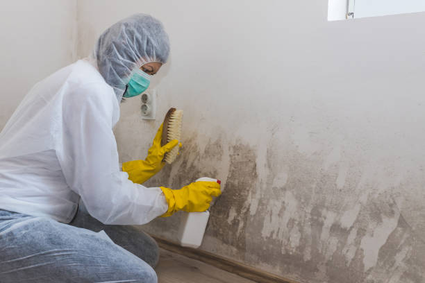 Best Residential Mold Removal  in Kane, PA