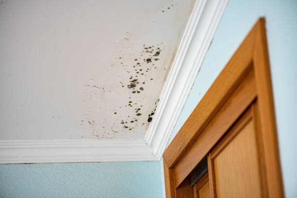 Best Attic Mold Removal  in Kane, PA