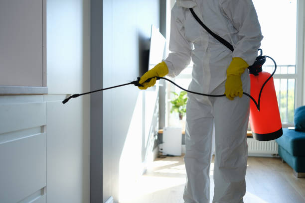Mold Removal Process in Kane, PA