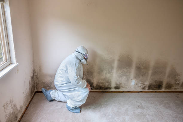 Best Emergency Mold Removal  in Kane, PA